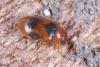 Coccidula scutellata